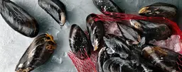 Alkoholfritt till skaldjur